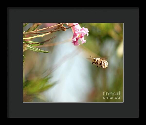 The Pollinator - Framed Print