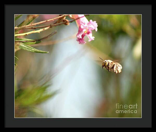 The Pollinator - Framed Print