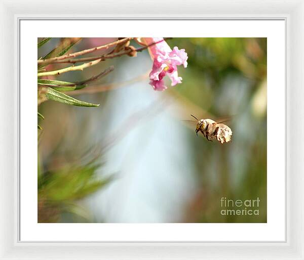 The Pollinator - Framed Print