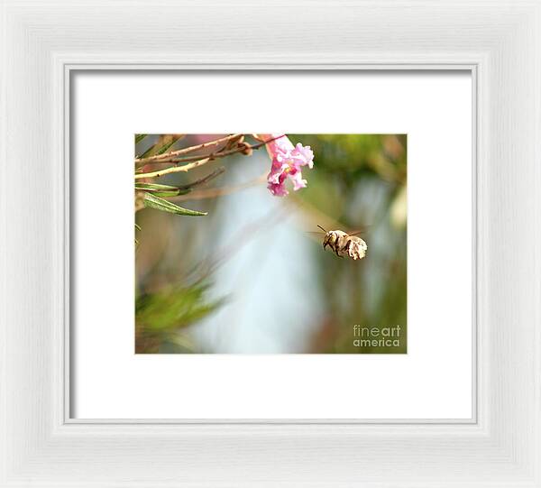 The Pollinator - Framed Print