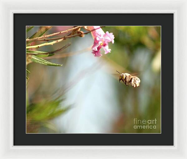 The Pollinator - Framed Print