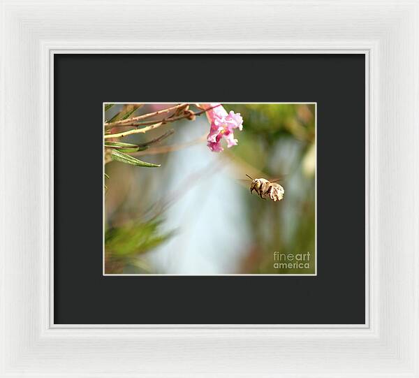 The Pollinator - Framed Print
