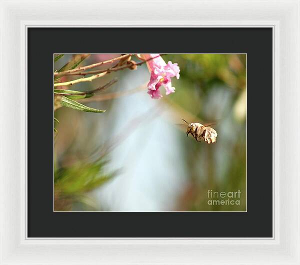 The Pollinator - Framed Print
