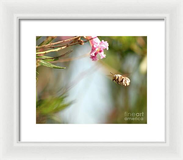The Pollinator - Framed Print
