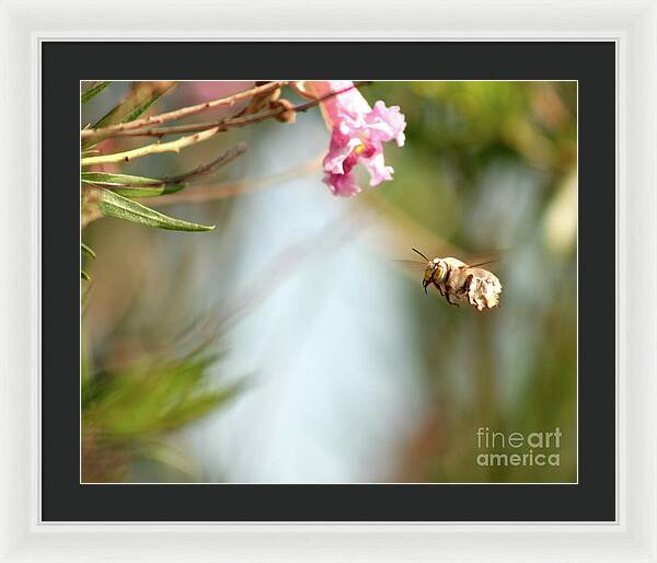 The Pollinator - Framed Print