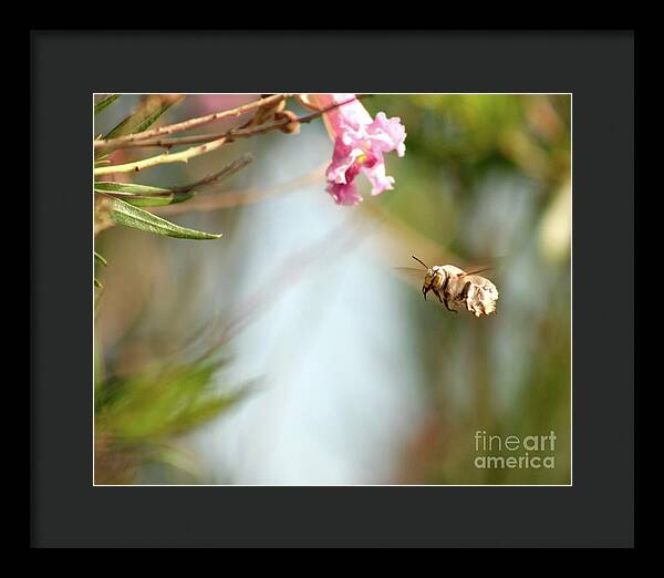 The Pollinator - Framed Print