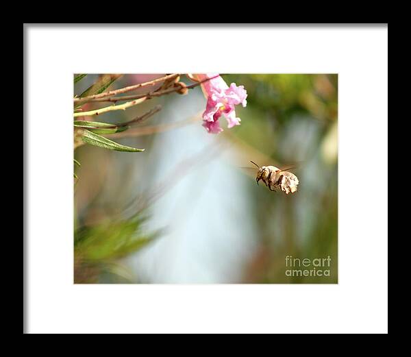 The Pollinator - Framed Print