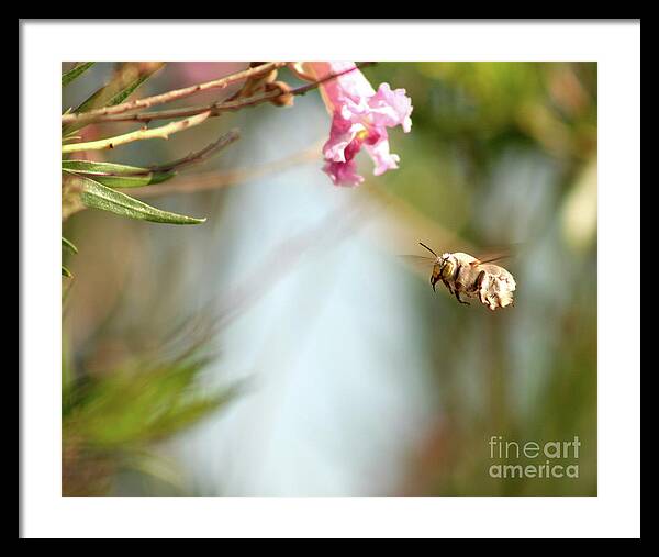 The Pollinator - Framed Print