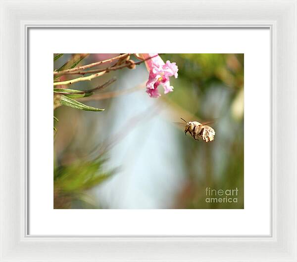 The Pollinator - Framed Print