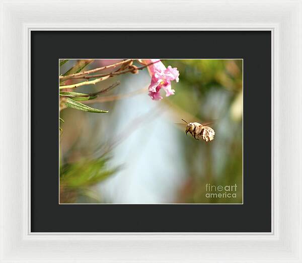 The Pollinator - Framed Print