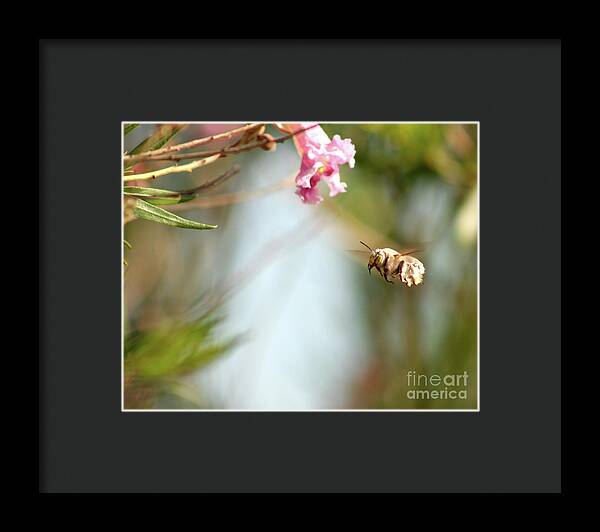 The Pollinator - Framed Print