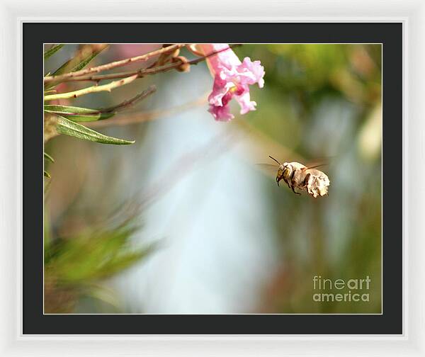 The Pollinator - Framed Print
