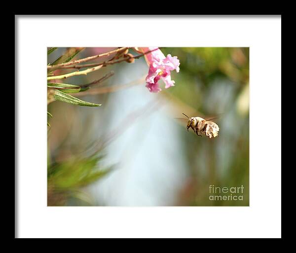 The Pollinator - Framed Print