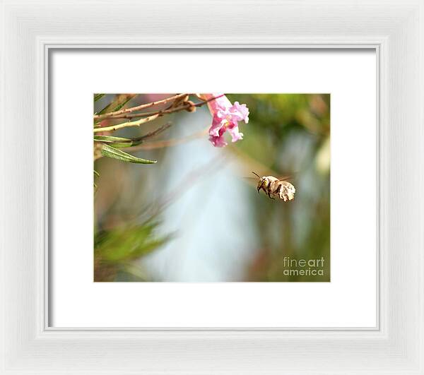 The Pollinator - Framed Print