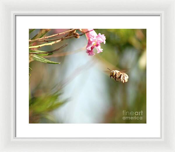 The Pollinator - Framed Print