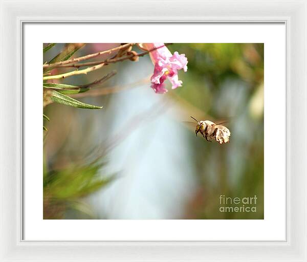 The Pollinator - Framed Print