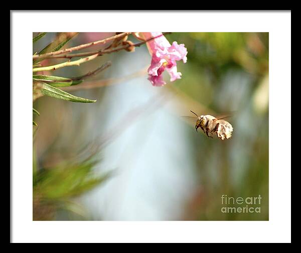 The Pollinator - Framed Print