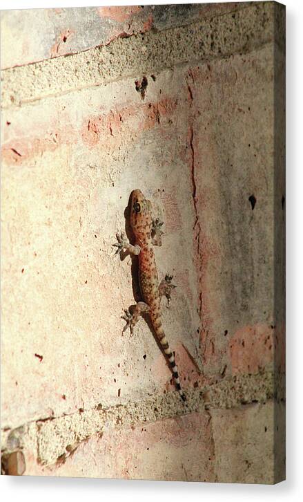 The Wall Walker - Canvas Print