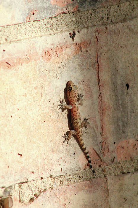 The Wall Walker - Art Print