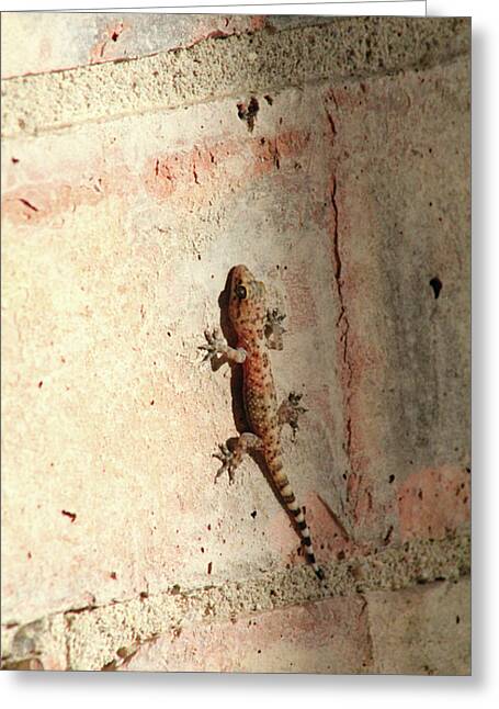 The Wall Walker - Greeting Card