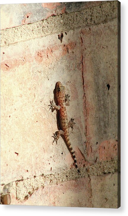 The Wall Walker - Acrylic Print