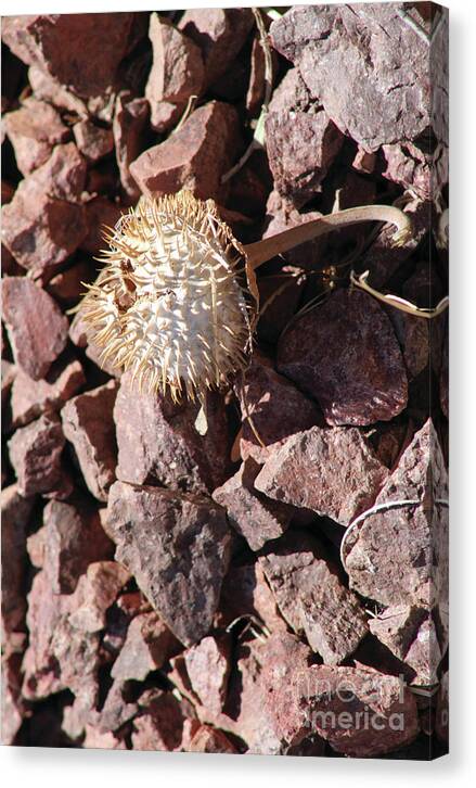 Thistle Fractures - Canvas Print