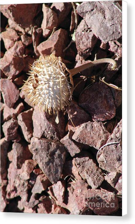 Thistle Fractures - Canvas Print