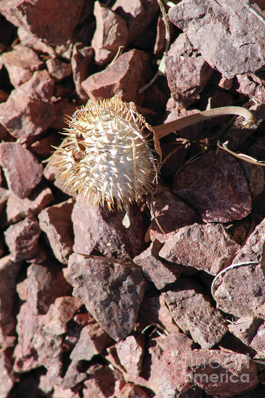 Thistle Fractures - Art Print