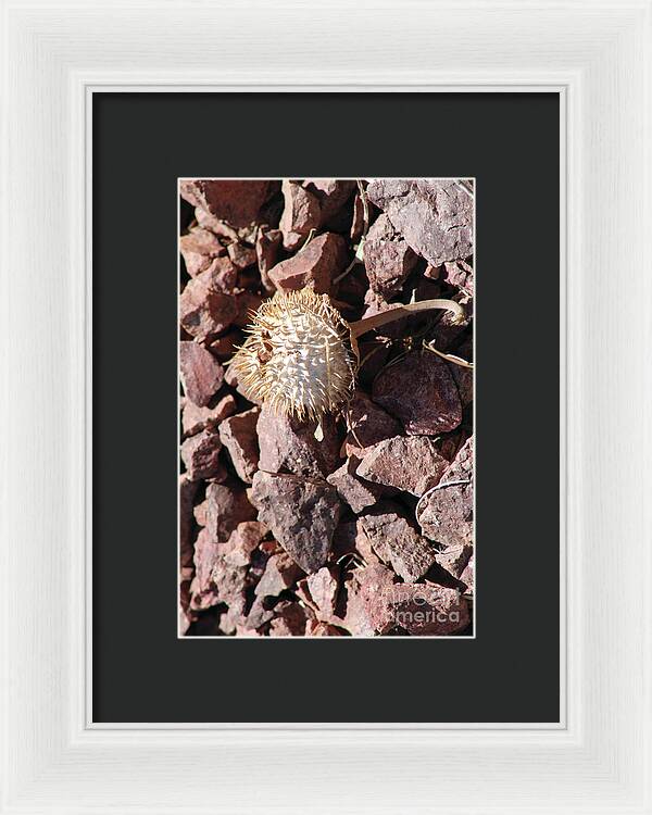 Thistle Fractures - Framed Print
