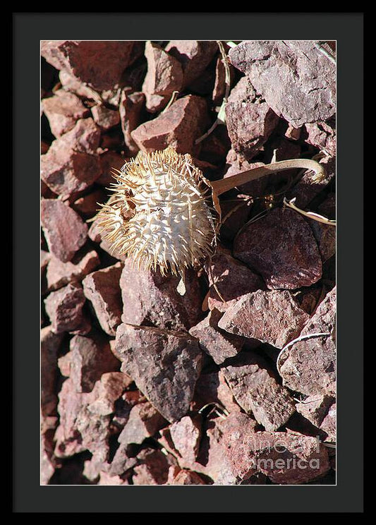 Thistle Fractures - Framed Print