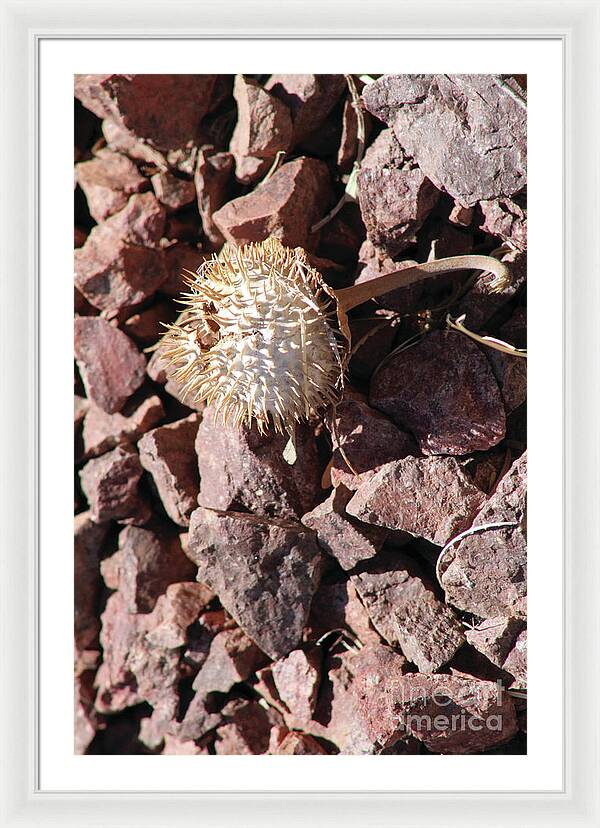 Thistle Fractures - Framed Print