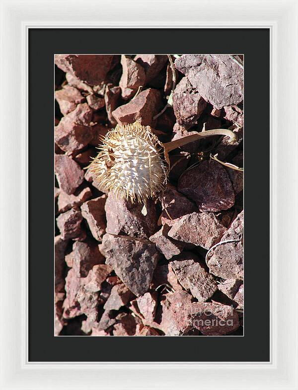 Thistle Fractures - Framed Print