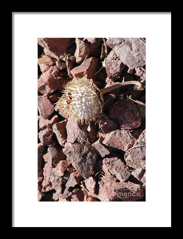 Thistle Fractures - Framed Print