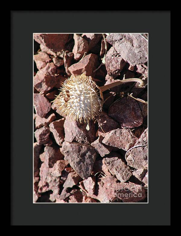 Thistle Fractures - Framed Print