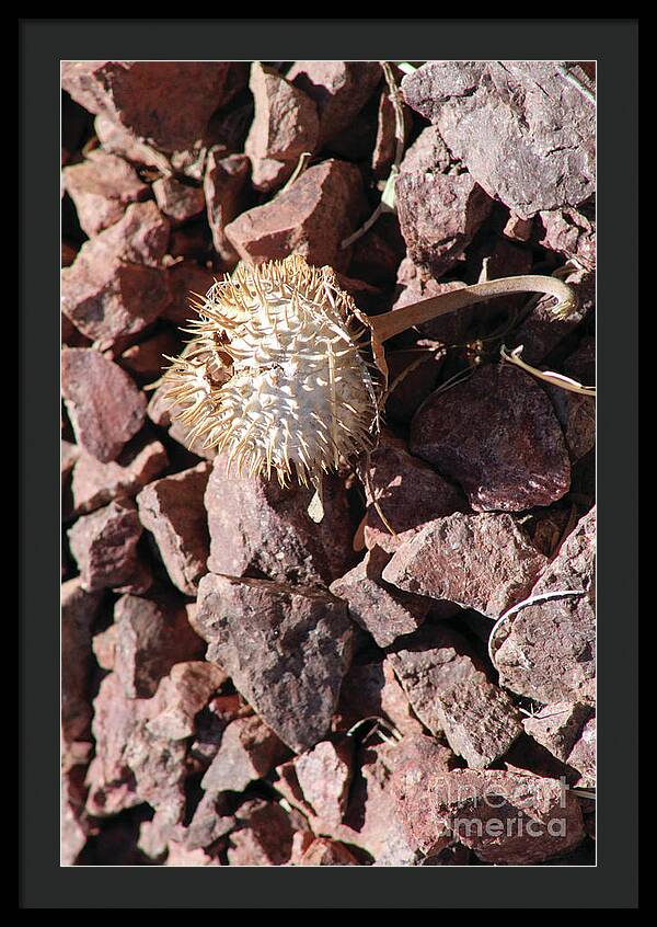 Thistle Fractures - Framed Print
