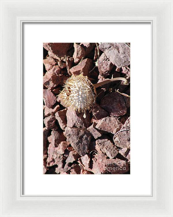 Thistle Fractures - Framed Print