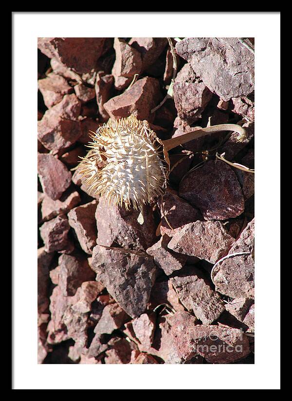 Thistle Fractures - Framed Print