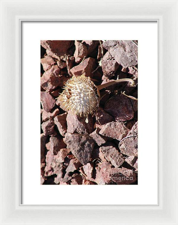 Thistle Fractures - Framed Print