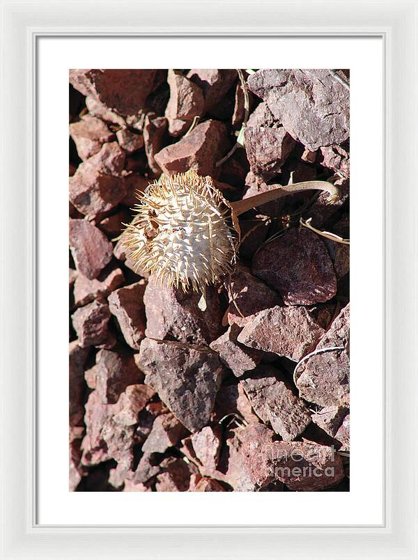 Thistle Fractures - Framed Print