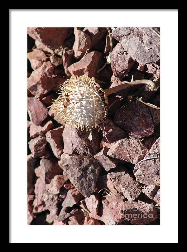 Thistle Fractures - Framed Print