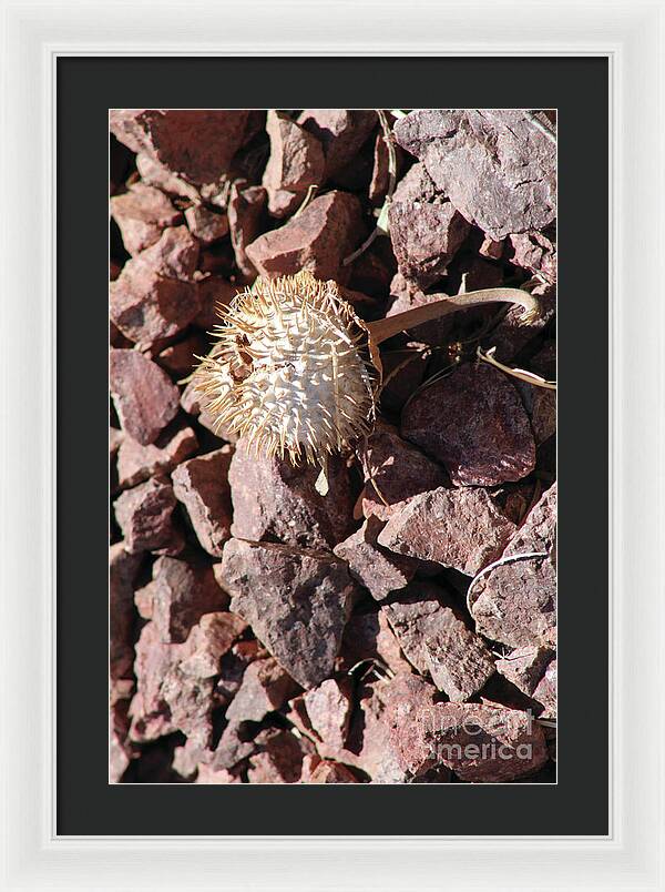 Thistle Fractures - Framed Print