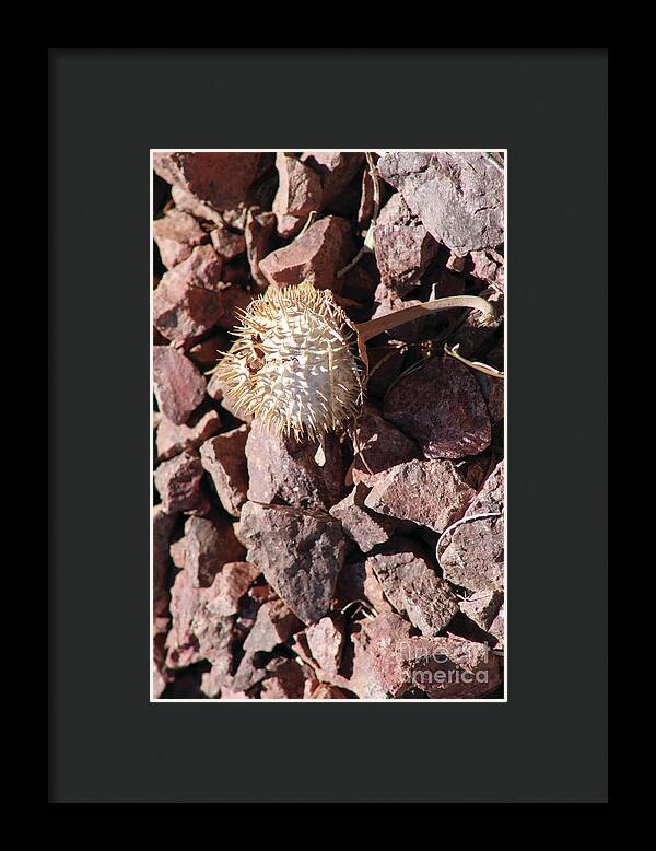 Thistle Fractures - Framed Print