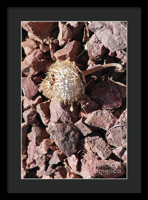 Thistle Fractures - Framed Print