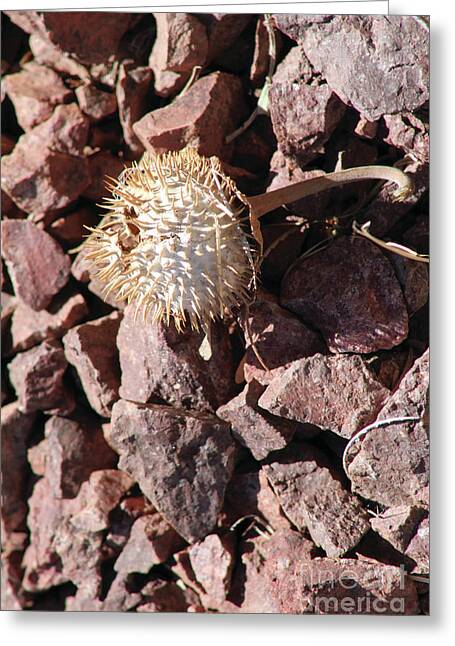 Thistle Fractures - Greeting Card