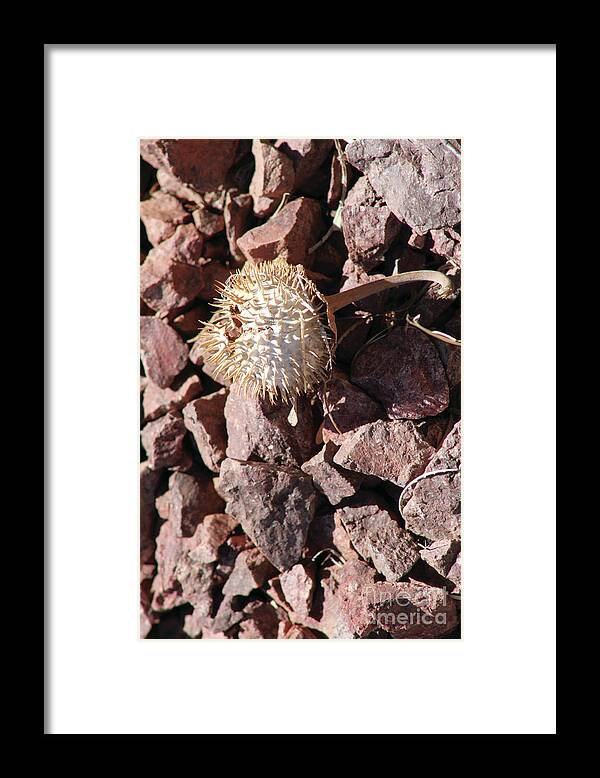 Thistle Fractures - Framed Print