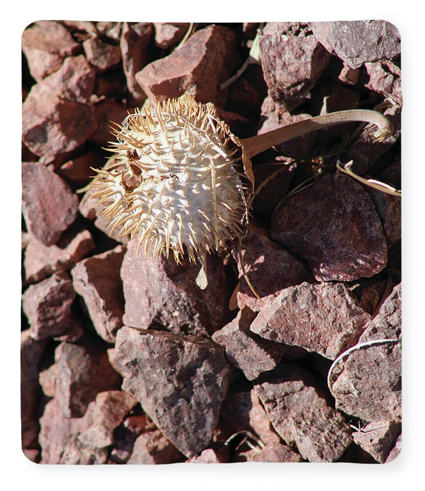 Thistle Fractures - Blanket