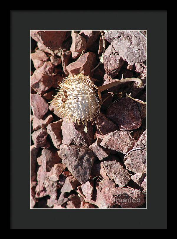 Thistle Fractures - Framed Print