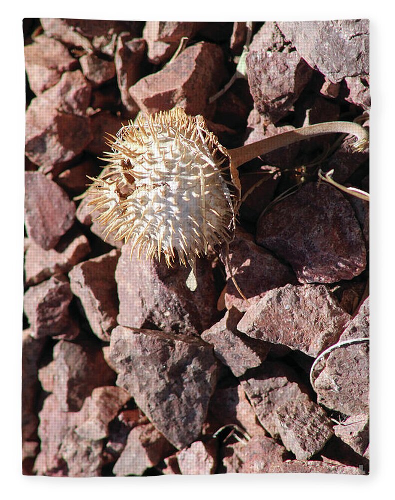 Thistle Fractures - Blanket