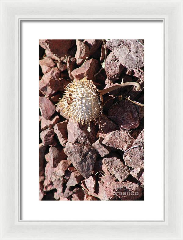 Thistle Fractures - Framed Print
