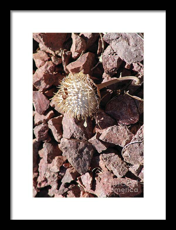 Thistle Fractures - Framed Print